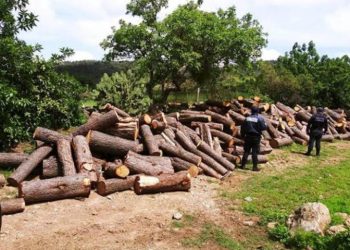 FGR investiga tala ilegal en comunidades indígenas de Michoacán