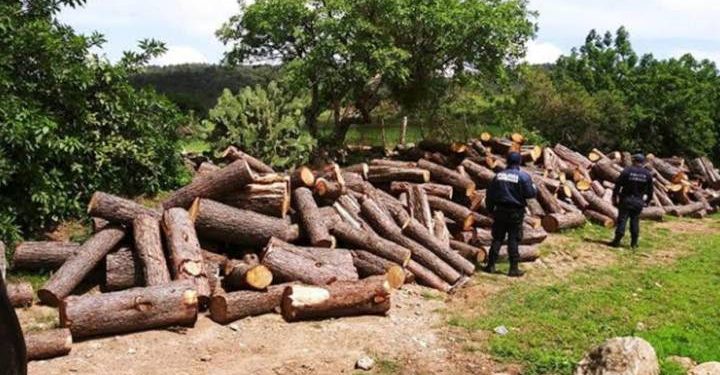 FGR investiga tala ilegal en comunidades indígenas de Michoacán