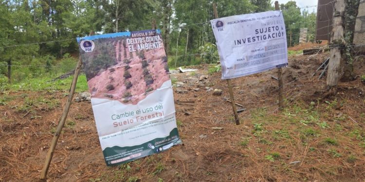 Cateo en precio detecta tala ilegal y cultivos no autorizados: FGE-Morelia Informativo