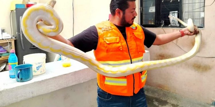 Serpiente Pitón es capturada en domicilio de Morelia: Protección Civil-Morelia Informativo
