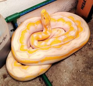 Serpiente Pitón es capturada en domicilio de Morelia: Protección Civil-Morelia Informativo