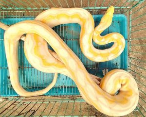 Serpiente Pitón es capturada en domicilio de Morelia: Protección Civil-Morelia Informativo