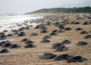 Michoacán, hogar de la tortuga marina; arranca temporada de protección y conservación