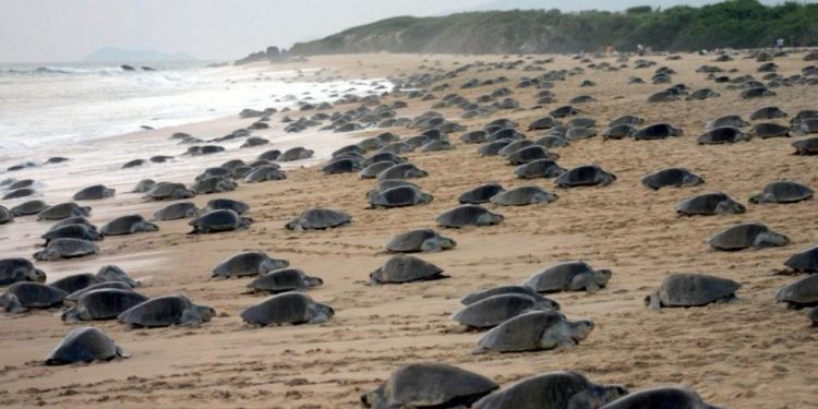 Michoacán, hogar de la tortuga marina; arranca temporada de protección y conservación
