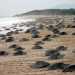 Michoacán, hogar de la tortuga marina; arranca temporada de protección y conservación