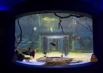 Inauguración de la nueva pecera 360°: ZooMorelia-Morelia Informativo