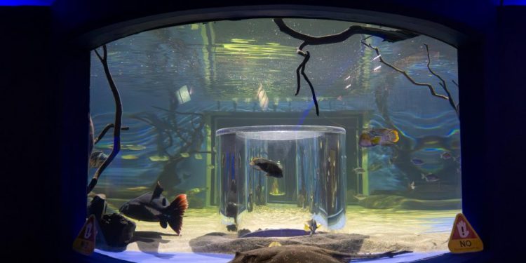 Inauguración de la nueva pecera 360°: ZooMorelia-Morelia Informativo