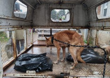 Catea FGE domicilio y rescata a perro en condiciones de maltrato: SSP-Morelia Informativo