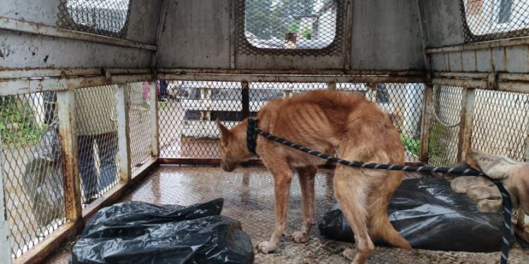 Catea FGE domicilio y rescata a perro en condiciones de maltrato: SSP-Morelia Informativo