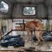 Catea FGE domicilio y rescata a perro en condiciones de maltrato: SSP-Morelia Informativo