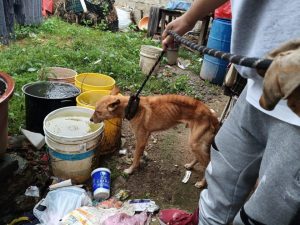 Catea FGE domicilio y rescata a perro en condiciones de maltrato: SSP-Morelia Informativo