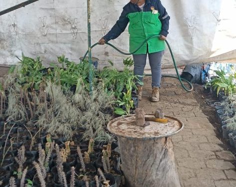 Gobierno de Morelia apuesta por el fortalecimiento ambiental, con nuevo vivero municipal