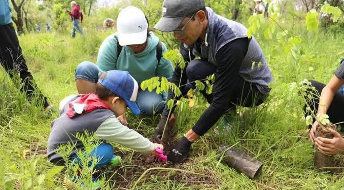 ¡Vamos a reforestar! Únete a la campaña para plantar 10 millones de árboles: Secma