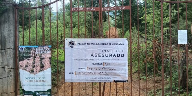 FGE  catea y asegura predio relacionado con delitos contra el ambiente; tala ilegal y plantación de aguacate