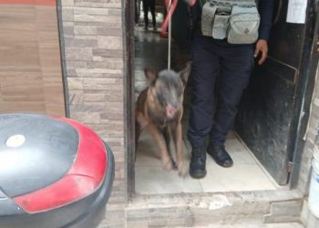 En cateo, FGE asegura dos ejemplares caninos que atacaron a una mujer de 86 años