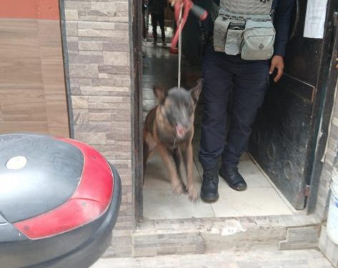 En cateo, FGE asegura dos ejemplares caninos que atacaron a una mujer de 86 años