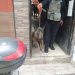 En cateo, FGE asegura dos ejemplares caninos que atacaron a una mujer de 86 años
