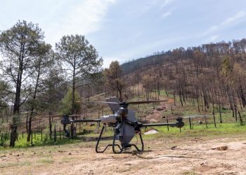 Así es la innovadora técnica de reforestación con drones para recuperar bosques michoacanos: Secma