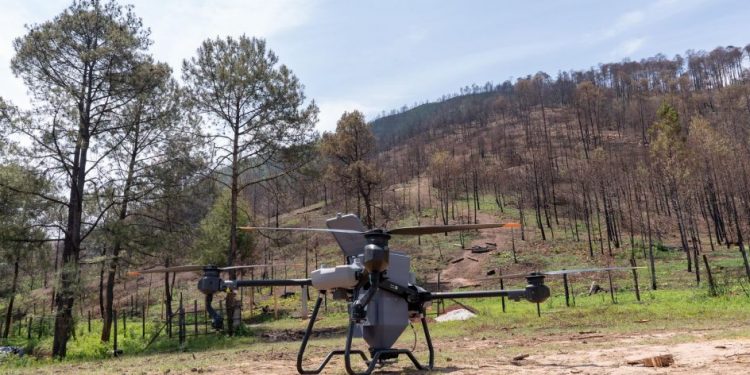 Así es la innovadora técnica de reforestación con drones para recuperar bosques michoacanos: Secma