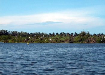 Manglares de Michoacán, más de 4 mil hectáreas de tesoro natural bajo protección: Secma