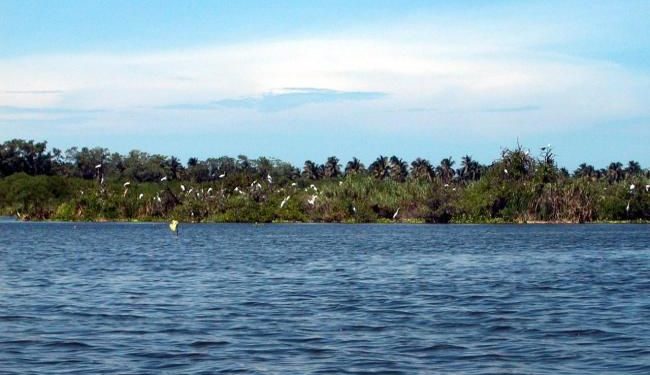 Manglares de Michoacán, más de 4 mil hectáreas de tesoro natural bajo protección: Secma