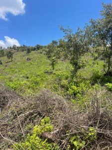 Se aseguran predios involucrados en delitos contra el medio ambiente: SSP-Morelia Informativo
