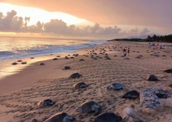 Comienzan arribazones masivas de tortugas marinas en Michoacán: Compesca