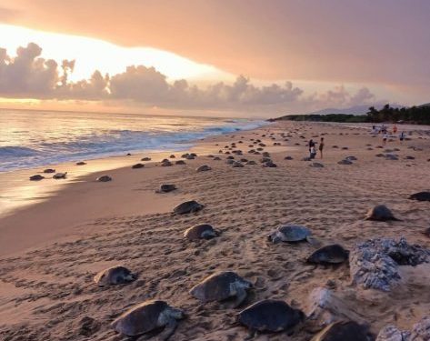 Comienzan arribazones masivas de tortugas marinas en Michoacán: Compesca