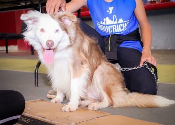 SSM ha esterilizado más de 11 mil perros y gatos: SSM