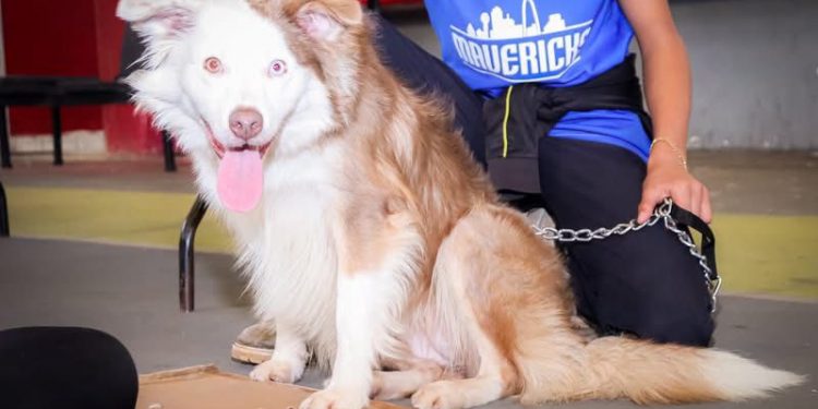 SSM ha esterilizado más de 11 mil perros y gatos: SSM