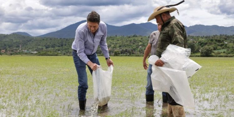 Encabeza Alfonso Martínez siembra de 100 mil ejemplares de tilapia en zona rural