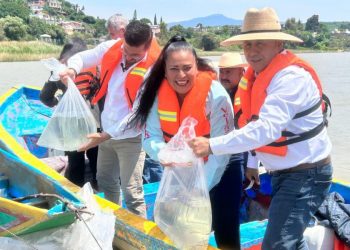 Gobierno de Michoacán siembra 15 mil crías de pescado blanco en el lago de Pátzcuaro