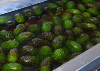 Michoacán, líder en formalización laboral en la agroexportación de aguacate: Sedeco