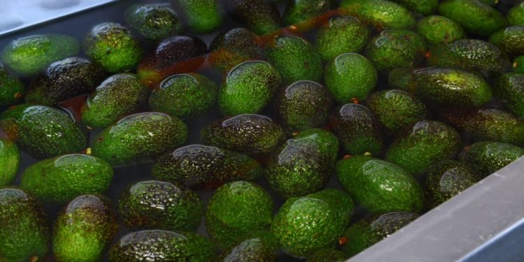 Michoacán, líder en formalización laboral en la agroexportación de aguacate: Sedeco