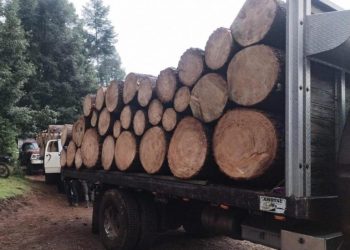 Detenidos en Senguio 10 hombres con rollos de madera ilegal: SSP