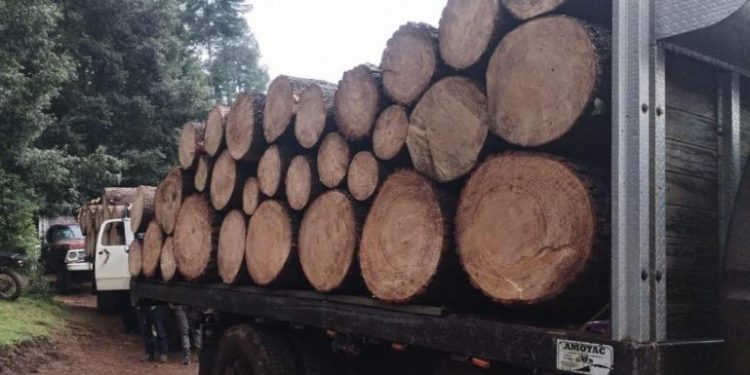 Detenidos en Senguio 10 hombres con rollos de madera ilegal: SSP