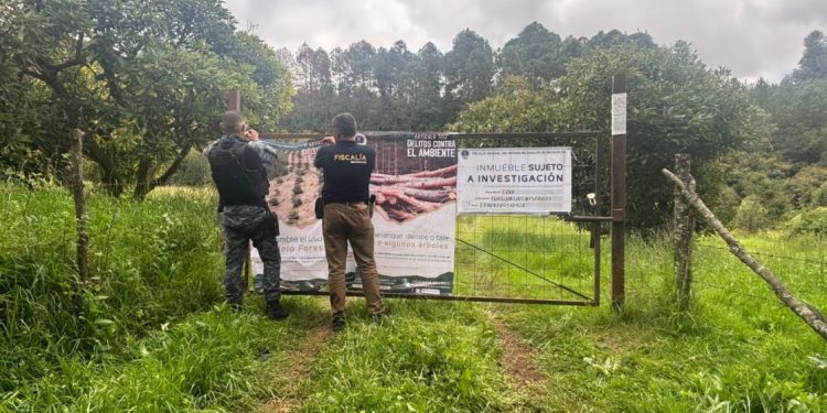Cumplimenta FGE cateo en predio relacionado con tala ilegal y plantación de aguacate en Tacámbaro