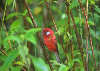 Rancho Viejo reúne a especialistas en aves para promover conservación-Morelia Informativo
