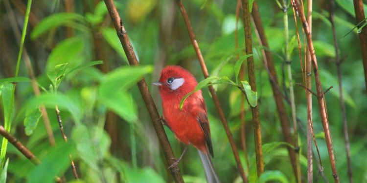 Rancho Viejo reúne a especialistas en aves para promover conservación-Morelia Informativo