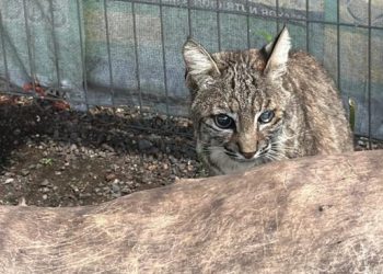 En cateo realizado en Ecuandureo, asegura Fiscalía General inmueble relacionado en conductas ilícitas-Morelia Informativo