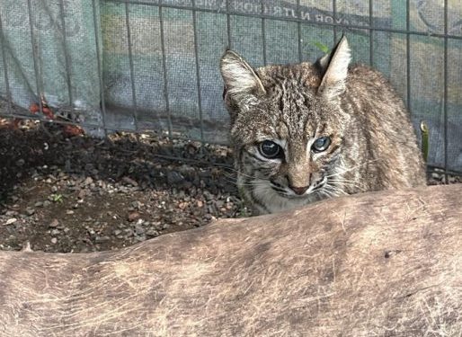 En cateo realizado en Ecuandureo, asegura Fiscalía General inmueble relacionado en conductas ilícitas-Morelia Informativo