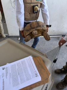 En cateo realizado en Ecuandureo, asegura Fiscalía General inmueble relacionado en conductas ilícitas-Morelia Informativo