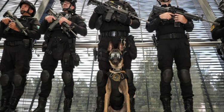 Binomios caninos de la Guardia Civil, aliados en el combate a la delincuencia: SSP