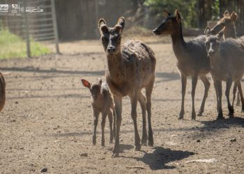 ¡Conoce a los bebés del zoológico de Morelia! Van 61 nacimientos en 2025