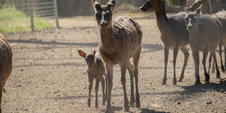 ¡Conoce a los bebés del zoológico de Morelia! Van 61 nacimientos en 2025