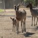 ¡Conoce a los bebés del zoológico de Morelia! Van 61 nacimientos en 2025