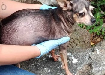 Rescata FGE a canino víctima de crueldad en Morelia y lo pone bajo resguardo seguro