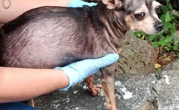 Rescata FGE a canino víctima de crueldad en Morelia y lo pone bajo resguardo seguro