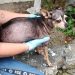 Rescata FGE a canino víctima de crueldad en Morelia y lo pone bajo resguardo seguro