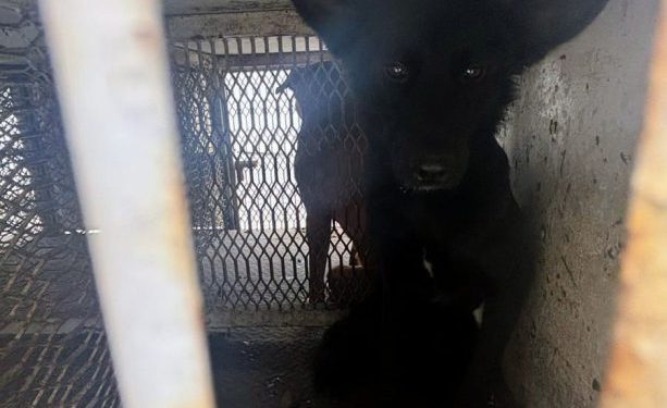 Rescata FGE a dos caninos en Morelia, tras denuncia por maltrato animal